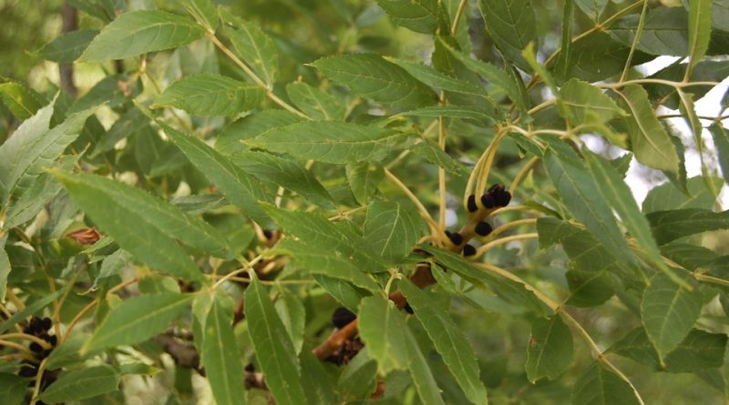 Fraxinus excelsior