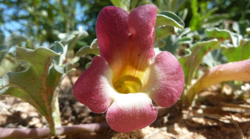 Harpagophytum procumbens