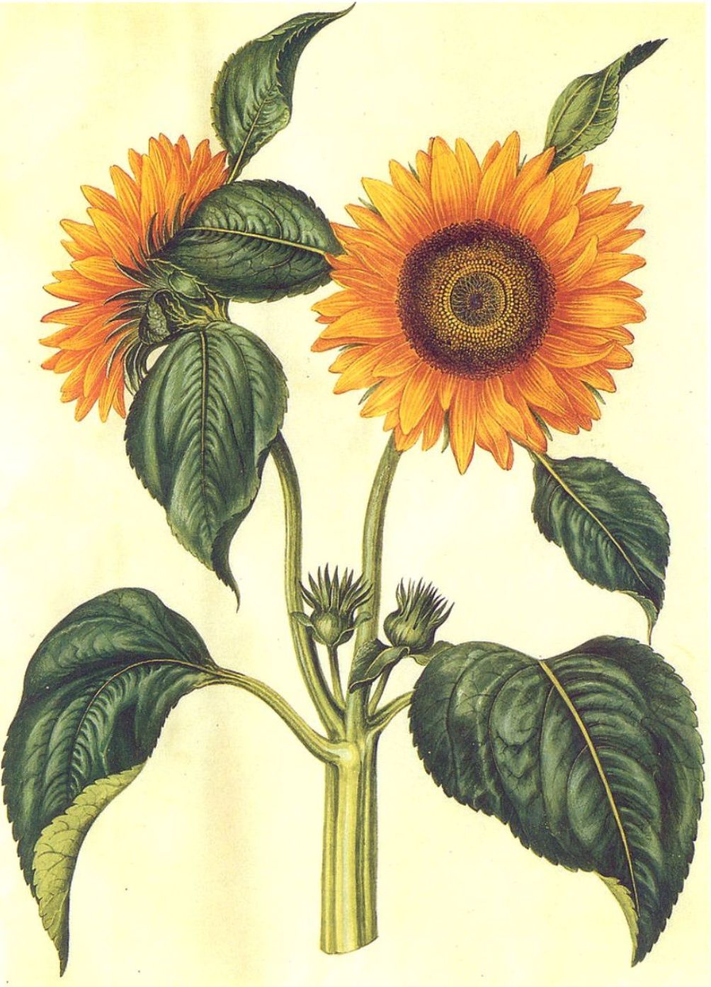 Helianthus annuus: Sistemática, Etimología, Hábitat, Cultivo