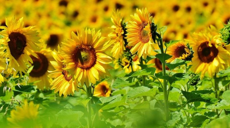 Helianthus annuus: Systematics, Etymology, Habitat, Cultivation