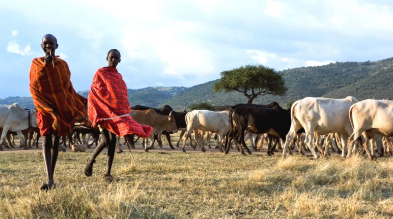 I Masai e l’agricoltura