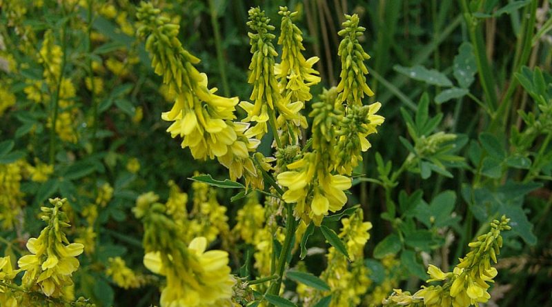 Melilotus officinalis