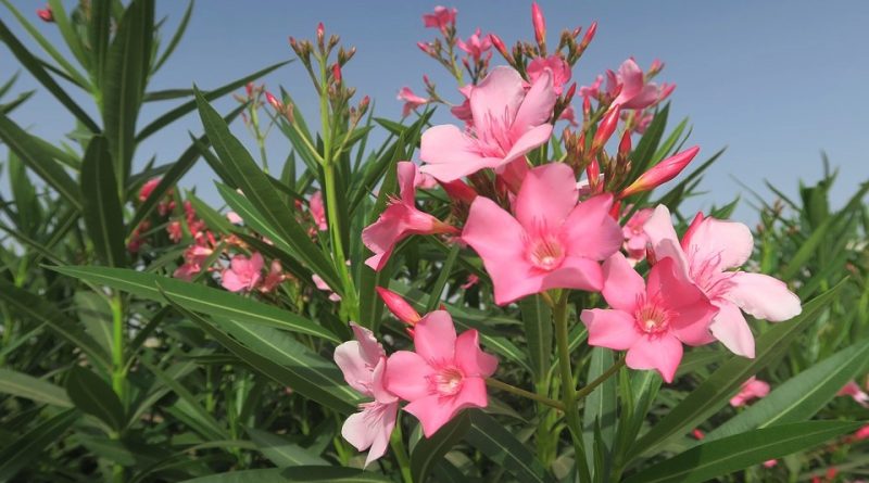 Nerium oleander