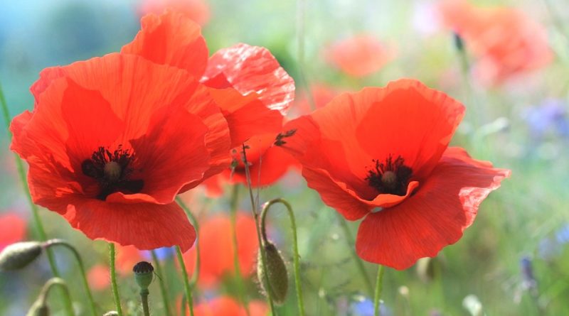 Papaver rhoeas