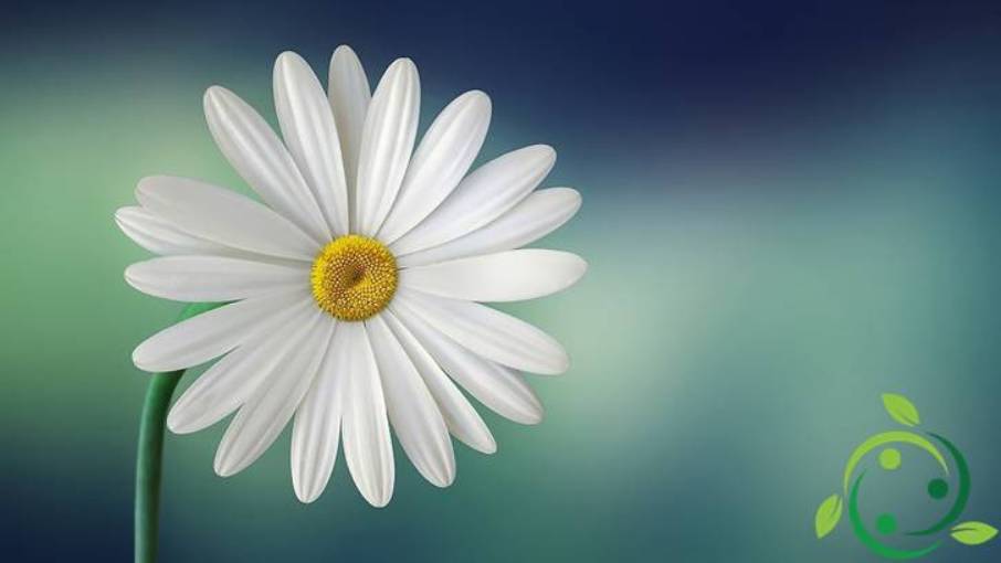 Petal morphological origin, functions and specific characteristics