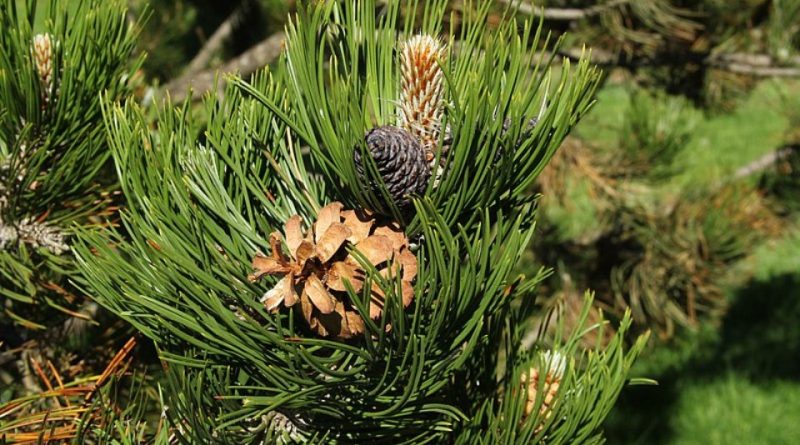 Pinus heldreichii