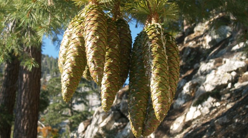 Pinus lambertiana