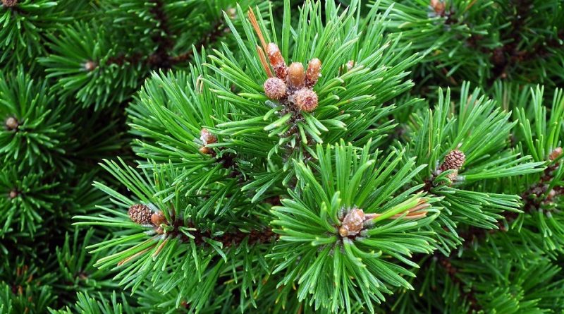 Pinus mugo