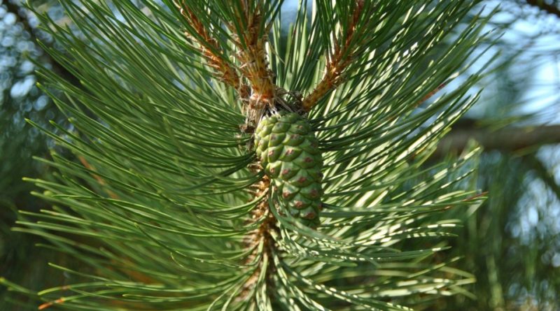 Pinus nigra