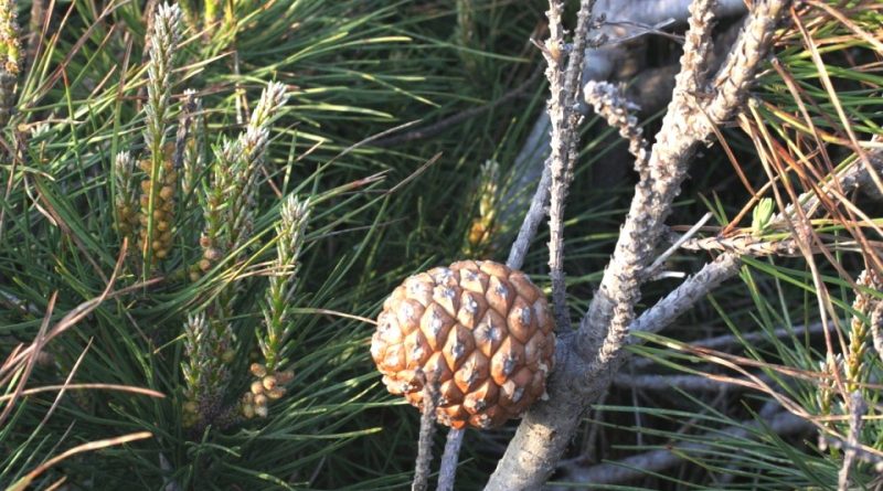 Pinus pinea: Sistematica, Etimologia, Habitat, Descrizione ...