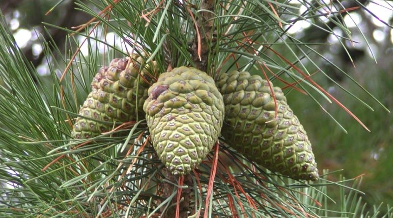 Pinus radiata