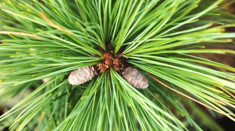 Pinus strobus