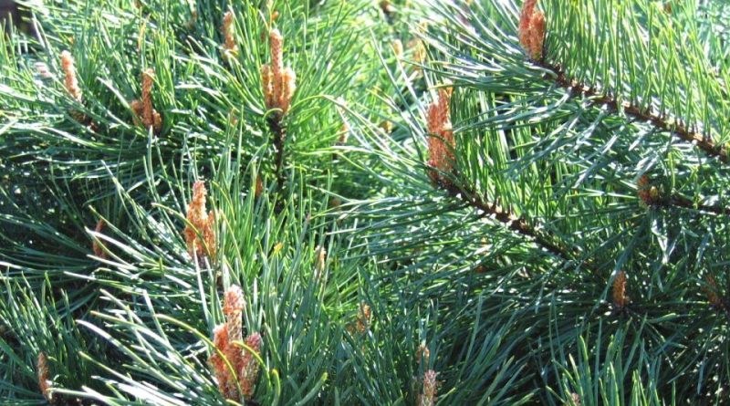 Pinus sylvestris