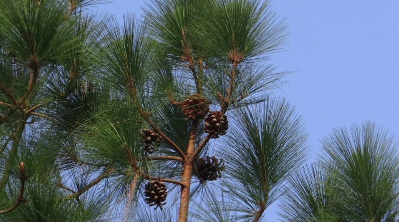 Pinus wallichiana