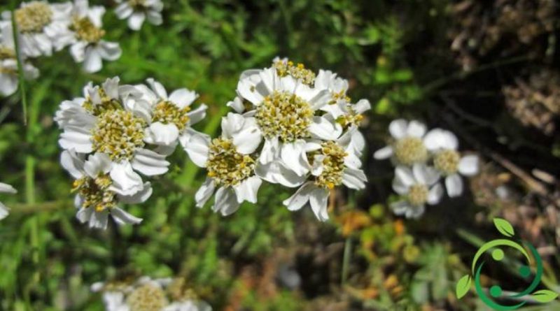 Proprietà ed usi dell’Achillea herba-rotta