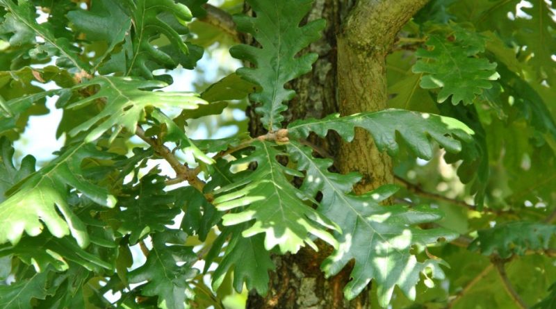 Quercus frainetto