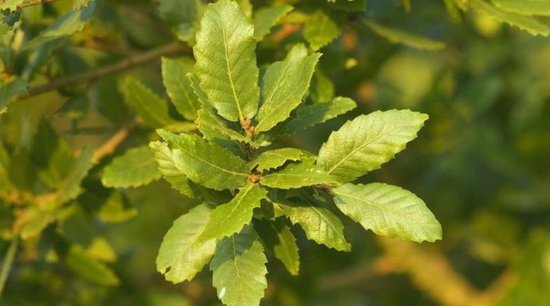 Quercus trojana