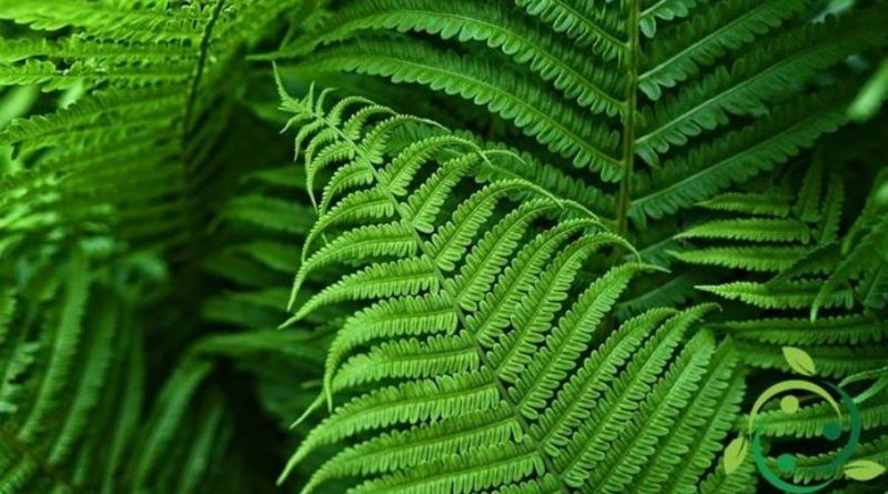 Agamic Agamic: Meaning, Types, Differences in Nature, Benefits and ...