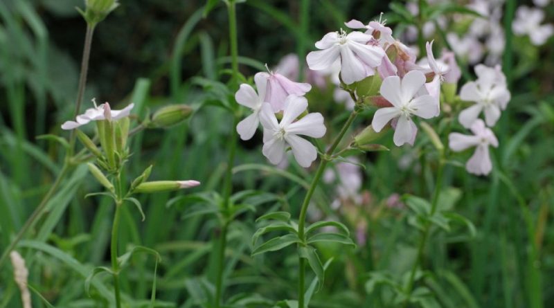 Saponaria officinalis