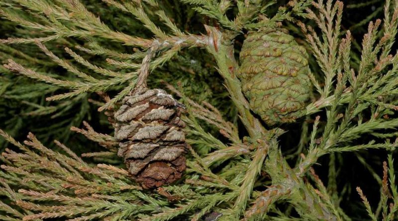 Sequoiadendron giganteum