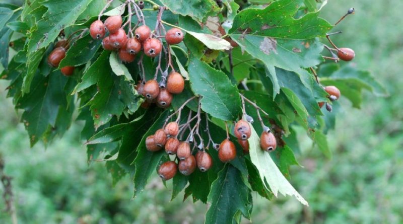 Sorbus torminalis