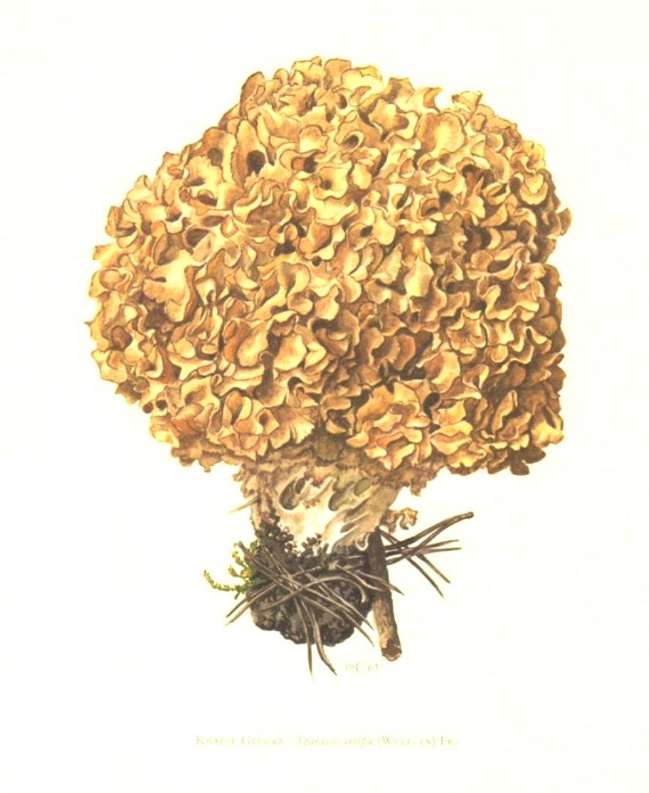 Sparassis crispa Systematics, Etymology, Habitat, Recognition