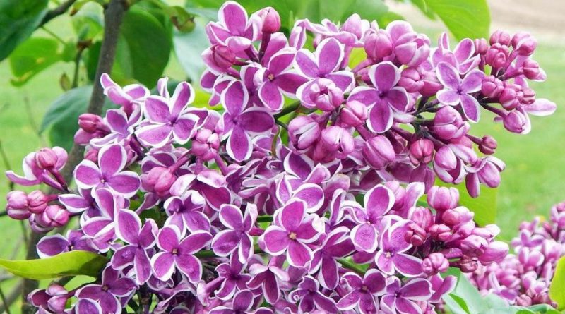 Syringa vulgaris