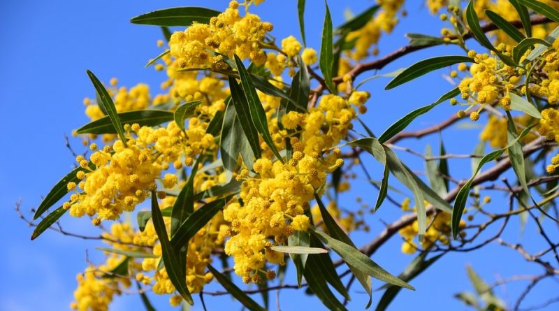 Acacia dealbata