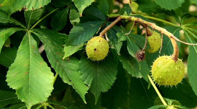 Aesculus hippocastanum