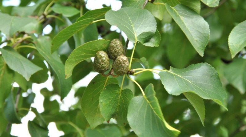 Alnus cordata