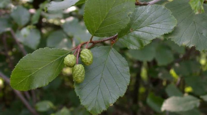 Alnus incana