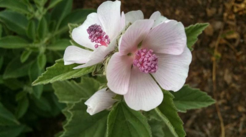 Althaea officinalis