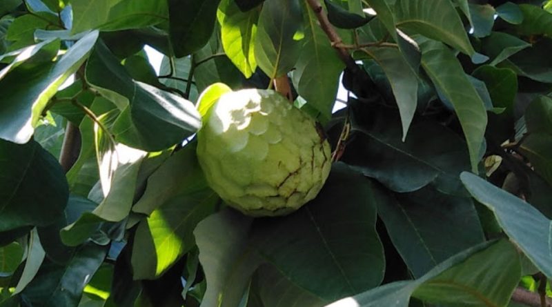 Annona cherimola