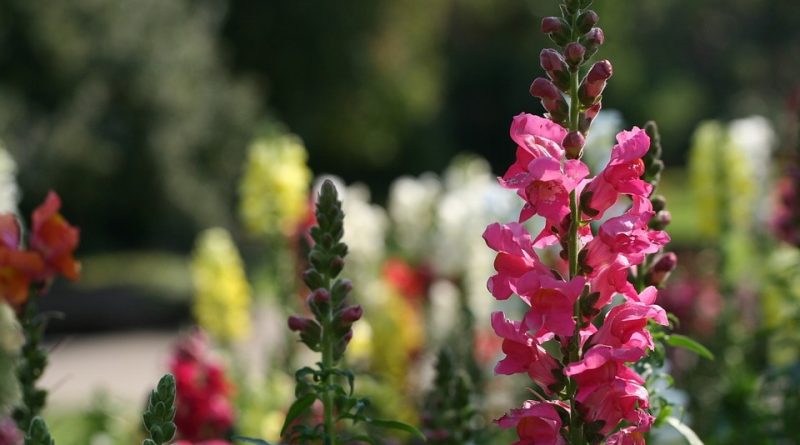 Antirrhinum majus