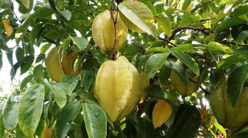 Averrhoa carambola