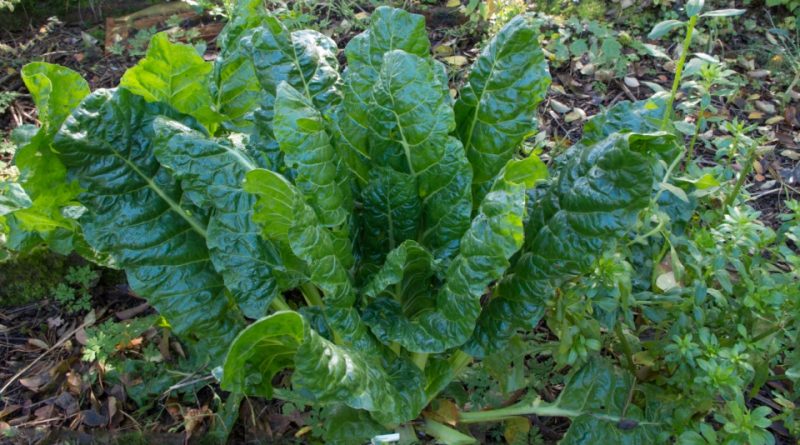 Beta vulgaris