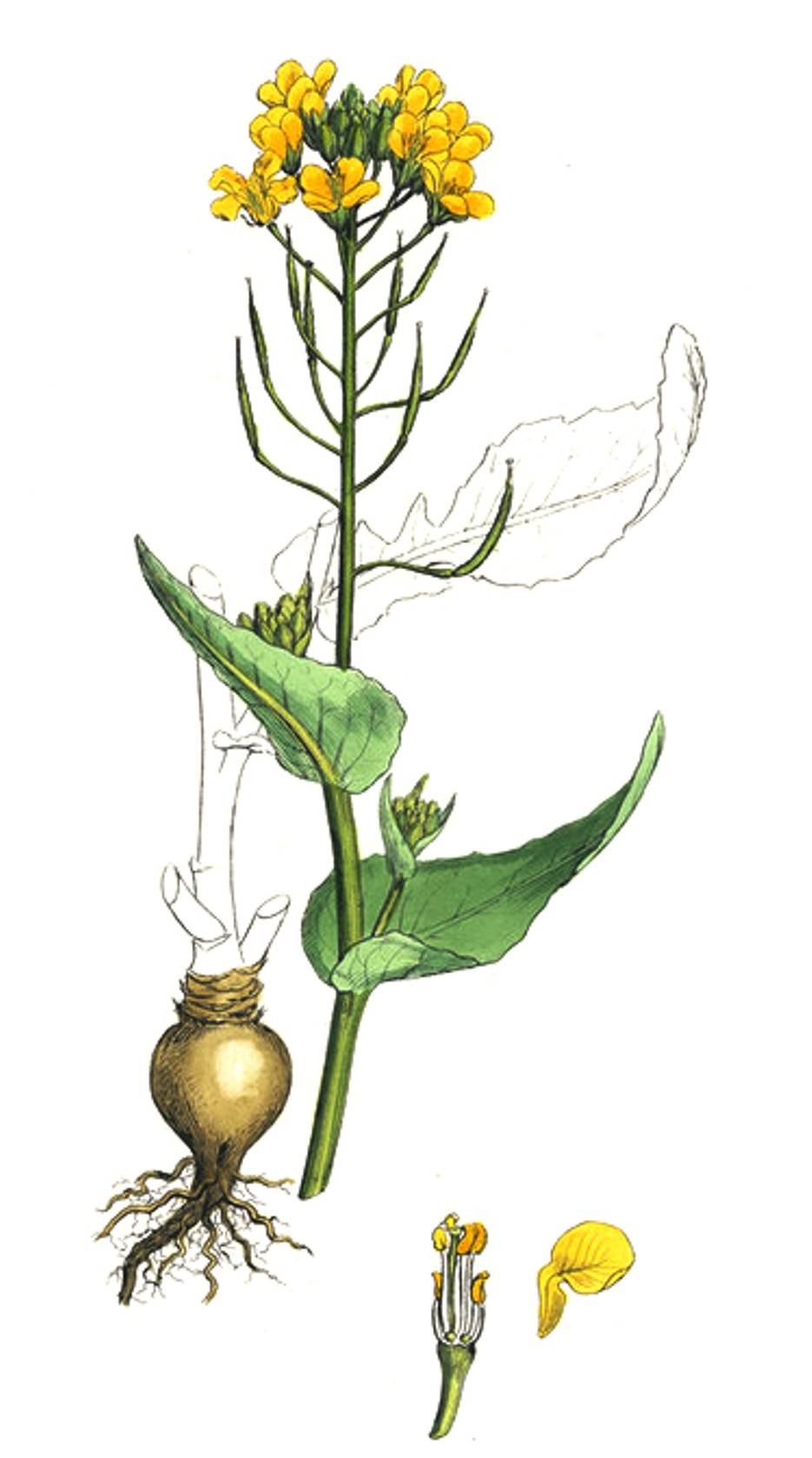 Brassica rapa pekinensis Systematics, Habitat, Cultivation