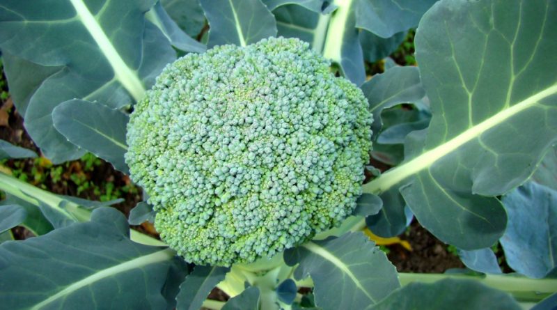 Brassica oleracea var. italica