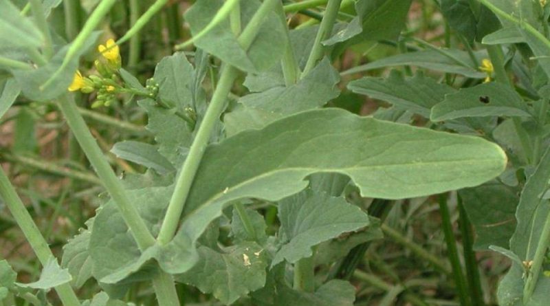 Brassica rapa