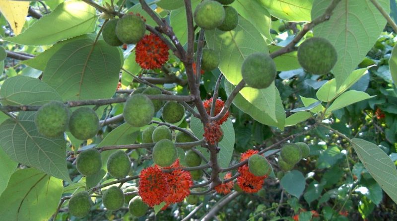 Broussonetia papyrifera