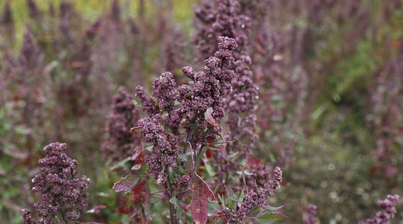 Chenopodium quinoa