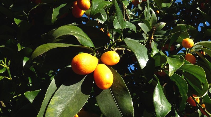 Citrus japonica