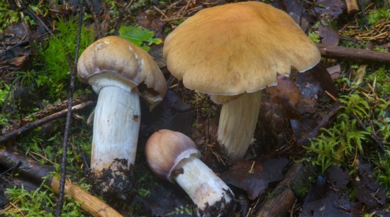 Cortinarius caperatus