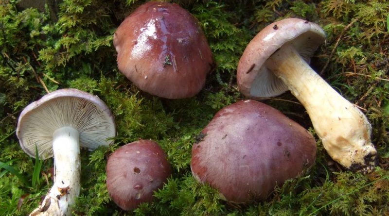 Cortinarius cumatilis