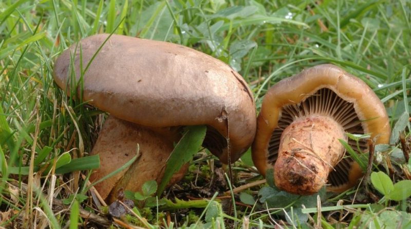 Cortinarius glaucopus