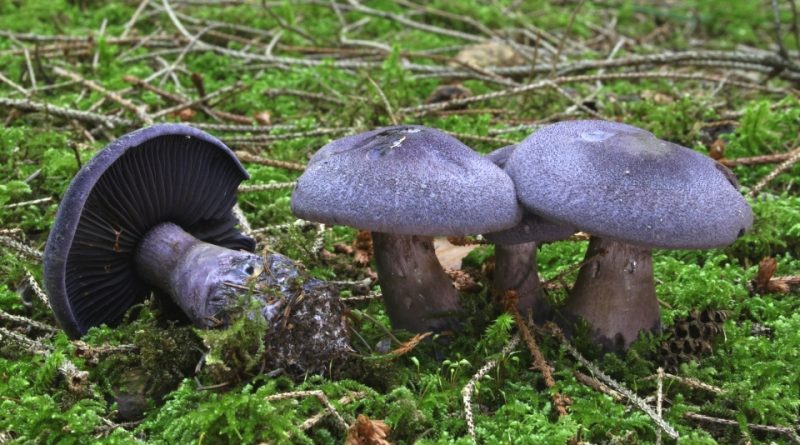 Cortinarius violaceus