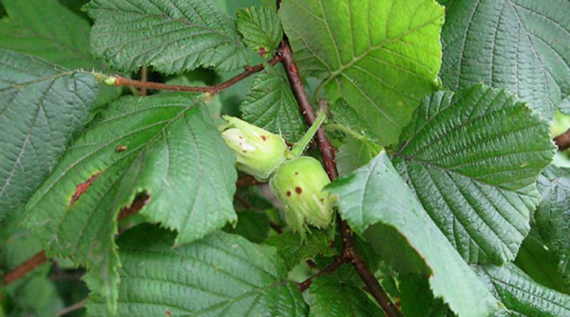 Corylus avellana