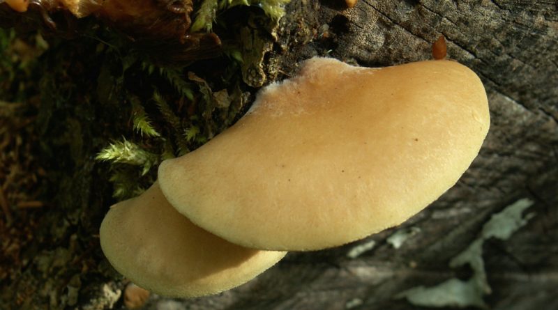 Crepidotus mollis: Sistemática, Hábitat, Reconocimiento