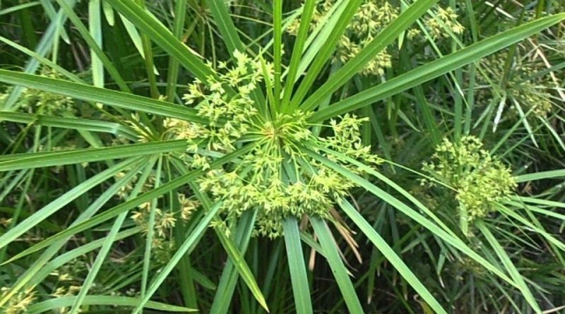 Cyperus papyrus