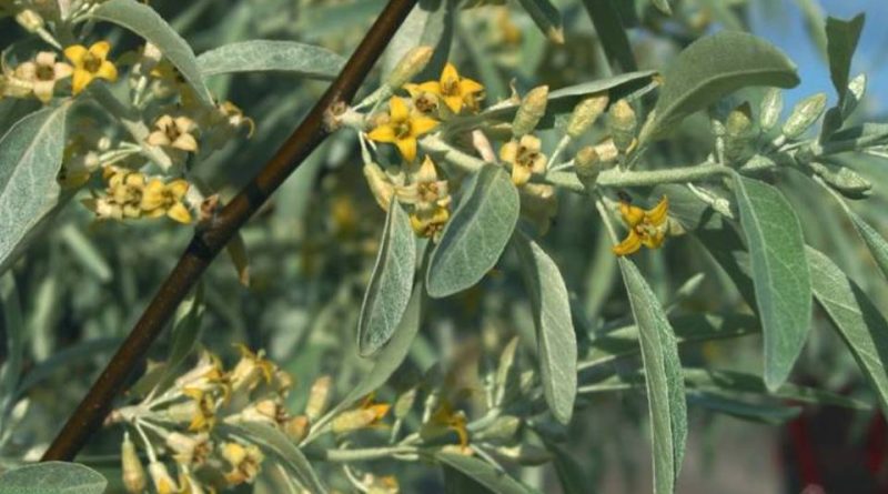 Elaeagnus angustifolia